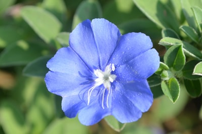 微距镜头中的蓝色花朵
